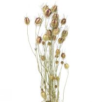Product Nigella dried flower Jungfer im Grünen dry floristry 24-45cm 20g
