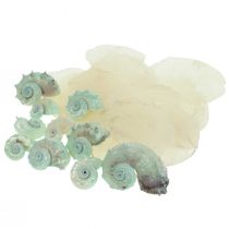 Capiz Mother of Pearl Shell Mother of Pearl Slices Sea Snail Shell Green 2–9cm 650g