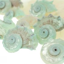 Capiz Mother of Pearl Shell Mother of Pearl Slices Sea Snail Shell Green 2–9cm 650g