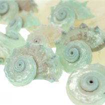 Product Capiz Mother of Pearl Shell Mother of Pearl Discs Sea Snail Shell Green 2-9cm 650g