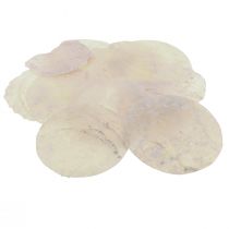 Capiz shells mother-of-pearl discs deco shells light pink Ø8cm