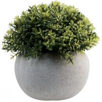 Product Artificial plants Artificial boxwood 12.5cm×Ø12cm 4pcs