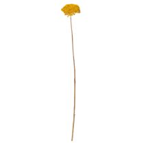 Product Achillea Dried Flowers Yellow 1kg - Natural Yarrow Stems 45-60cm
