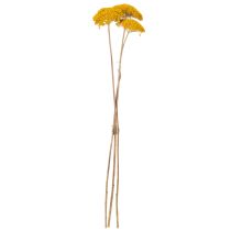 Product Achillea Dried Flowers Yellow 1kg - Natural Yarrow Stems 45-60cm