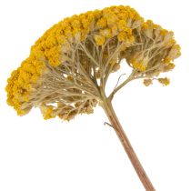 Product Achillea Dried Flowers Yellow 1kg - Natural Yarrow Stems 45-60cm
