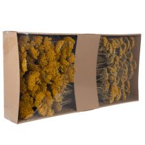 Product Achillea Dried Flowers Yellow 1kg - Natural Yarrow Stems 45-60cm