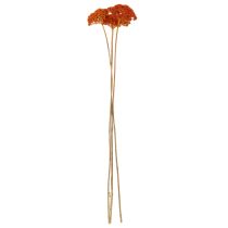 Product Achillea Orange Dried Flowers Yarrow 45-60cm 1kg