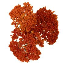 Product Achillea Orange Dried Flowers Yarrow 45-60cm 1kg