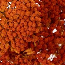 Product Achillea Orange Dried Flowers Yarrow 45-60cm 1kg