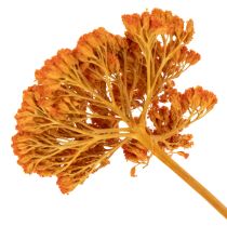 Product Achillea Orange Dried Flowers Yarrow 45-60cm 1kg