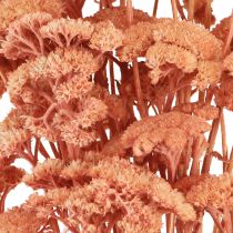 Product Achillea Yarrow dried meadow flowers salmon 40-50cm 80g