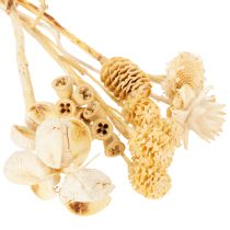 Product Africa range, bleached, 60 pieces