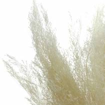 Dry grass Agrostis bleached 40g