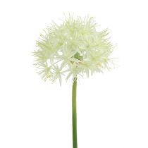 Allium cream white L76cm