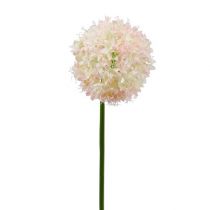 Allium Cream-Pink Ø15cm L70cm