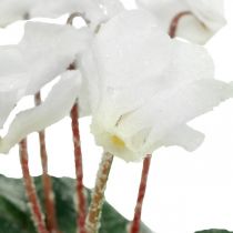 Cyclamen in cream 28cm