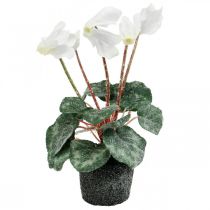 Cyclamen in cream 28cm
