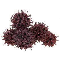 Sweet gum cones red frosted 250g