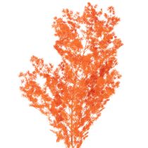 Product Orange Dyed Asparagus Fern Branch - Dried, 65cm, 80g