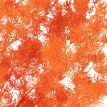 Product Orange Dyed Asparagus Fern Branch - Dried, 65cm, 80g