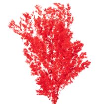 Product Red Dried Asparagus Bundle for Floral Arrangements 65cm 80g