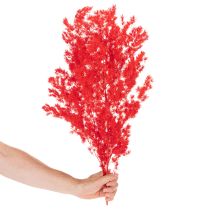 Product Red Dried Asparagus Bundle for Floral Arrangements 65cm 80g