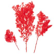 Product Red Dried Asparagus Bundle for Floral Arrangements 65cm 80g