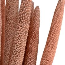 Product Pearl millet, reed cob Babala, millet red-brown 70cm 10 pcs