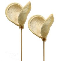 Badam on a stick bleached 6cm - 12cm L55cm 23pcs