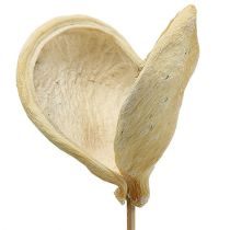 Badam on a stick bleached 6cm - 12cm L55cm 23pcs