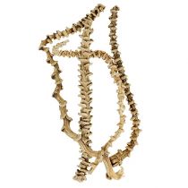 Product Banana Stem bleached 20 pcs