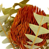 Banksia Baxterii Orange 8pcs