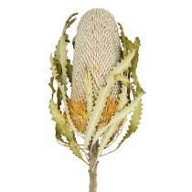 Banksia Hookerana natural 7pcs