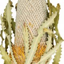 Banksia Hookerana natural 7pcs