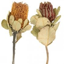 Banksia coccinea dried flowers nature 10pcs