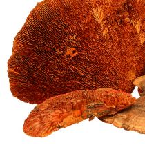 Product Tree sponge orange 1kg