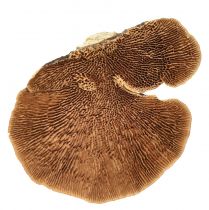 Product Tree sponge small natural tree mushrooms decoration 4-6cm 1kg