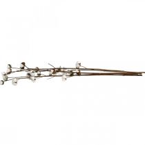 Product Cotton branch, cotton decorative branch, real cotton L80cm 5 pcs