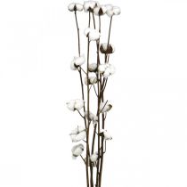 Product Cotton branch, cotton decorative branch, real cotton L80cm 5 pcs