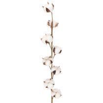 Product Artificial cotton branch with 8 real flowers, 78cm