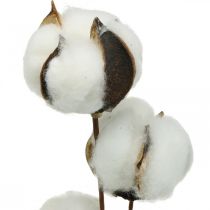 Cotton branch deco Real cotton deco branch 5 heads 50cm
