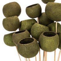 Product Bell Cup on Stick Green Dried Exotic 5-7cm 15pcs