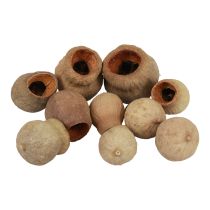 Bellgum bell fruit capsule fruit natural decoration brown 500g