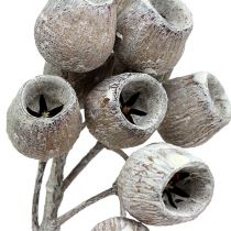 Product Bellgum branch with 5-7 fruits white washed 20 pcs