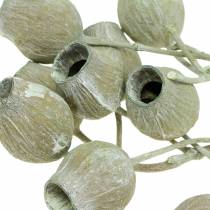 Product Bellgum branch 5cm - 7cm green frosted 20 pcs