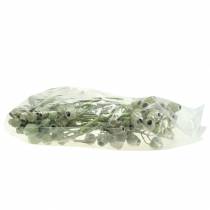 Product Bellgum branch 5cm - 7cm green frosted 20 pcs