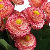 Product Artificial flower, artificial Bellis in bunch, daisy white-pink L32cm 10 pcs