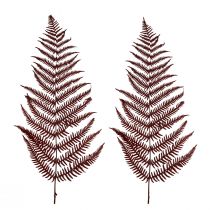 Product Fern decoration mountain fern dried leaves wine red 50cm 20 pcs