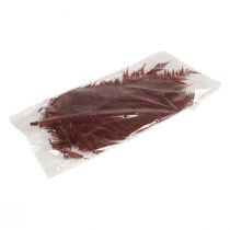 Product Fern decoration mountain fern dried leaves wine red 50cm 20 pcs