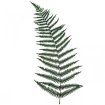 Product Mountain fern decorative fern preserved fern leaves green 45cm 20pcs